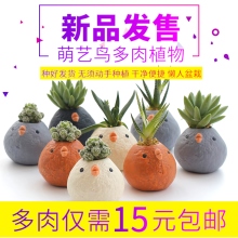 萌艺鸟多肉植物