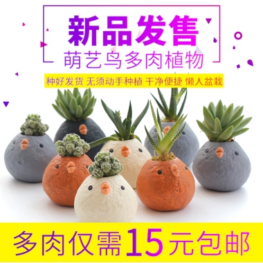 萌艺鸟多肉植物